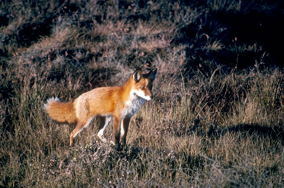 Red fox (Vulpes vulpes)