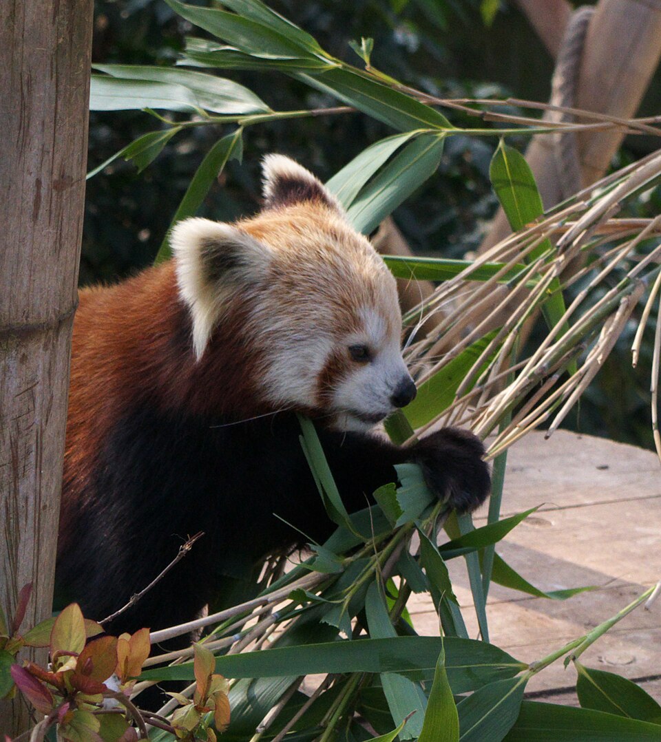Red panda (Ailurus fulgens)